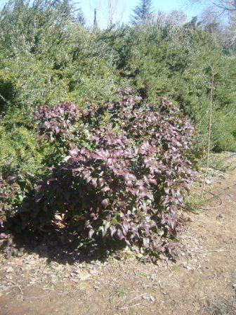 safam-mahonia-e-004
