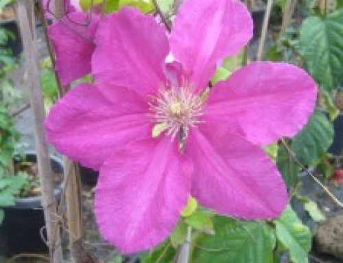 קלמטיס clematis