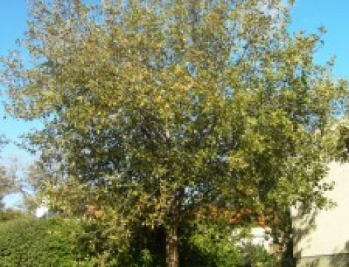 אלון תבור  QUERCUS ITHABURENSIS