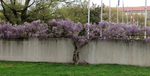 Wisteria sinensis