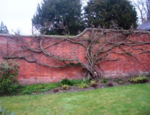 ויסטריה סינית  Wisteria sinensis